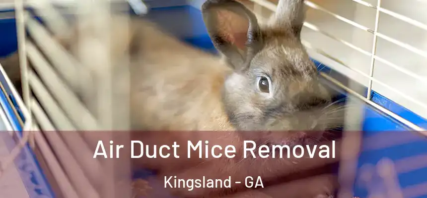  Air Duct Mice Removal Kingsland - GA
